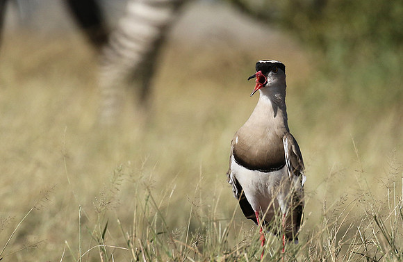 Crowned lapwing - Ngorongoro