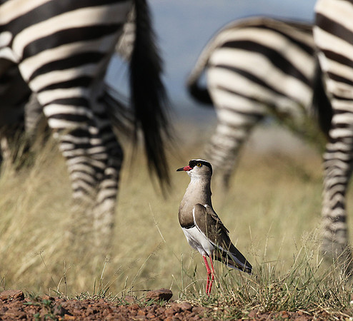 Crowned lapwing - Ngorongoro