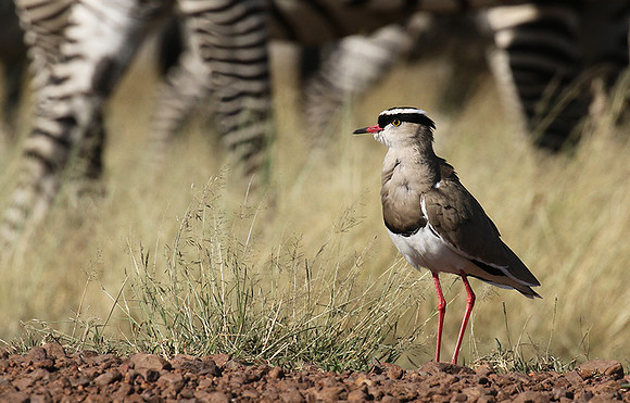 Crowned lapwing - Ngorongoro