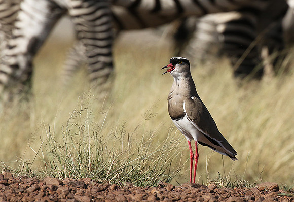 Crowned lapwing - Ngorongoro