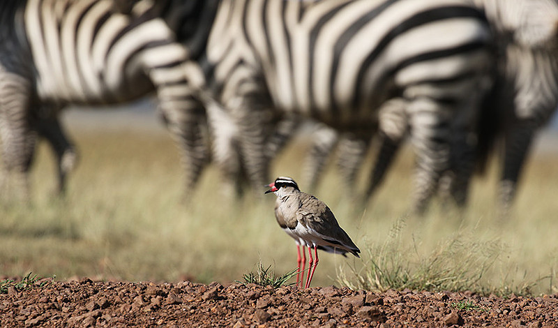 Crowned lapwing - Ngorongoro