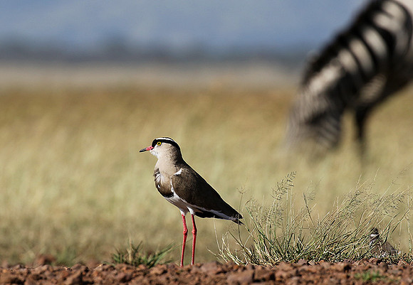Crowned lapwing - Ngorongoro