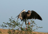 Eastern chanting goshawk