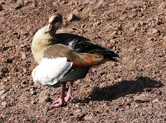 Egyptian goose - Grumeti