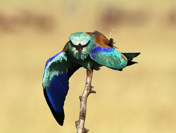 European roller
