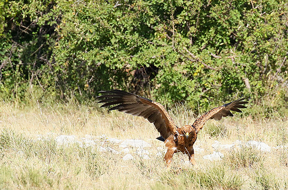 Tawny eagle