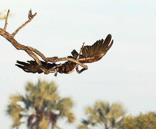Fish eagle - Abu concession