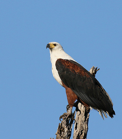 Fish eagle - Abu concession