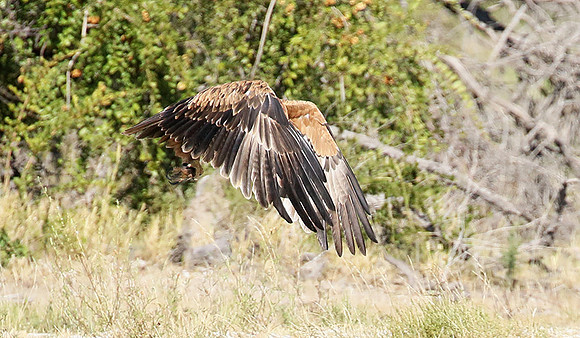Tawny eagle
