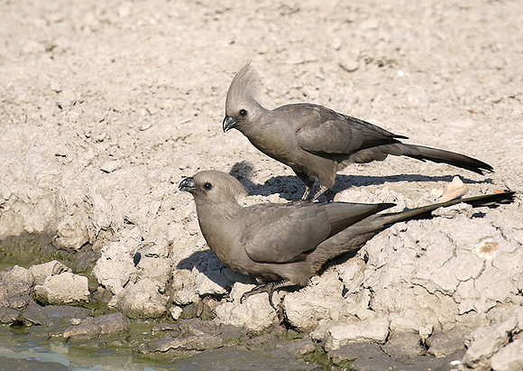 Moremi game reserve