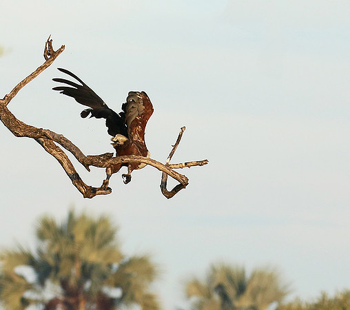 Fish eagle - Abu concession
