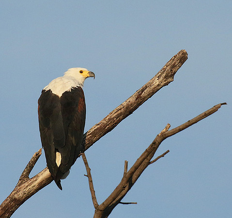 Fish eagle - Abu concession