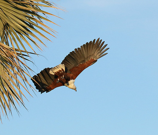 Fish eagle - Abu concession