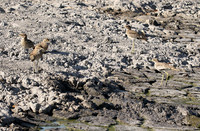 Moremi game reserve