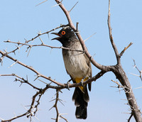 Bulbuls
