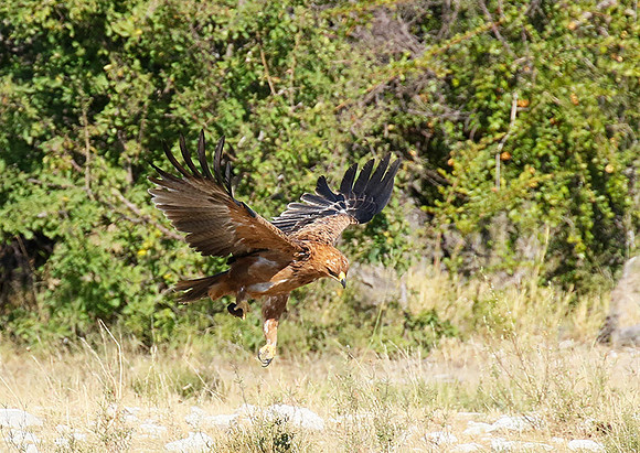 Tawny eagle