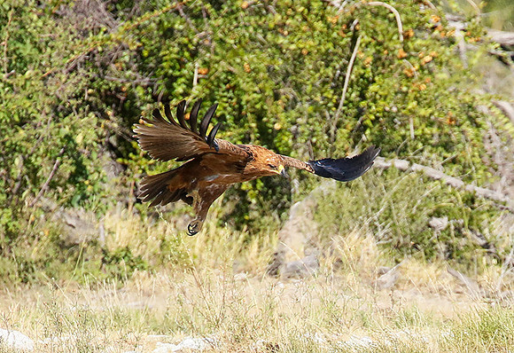 Tawny eagle