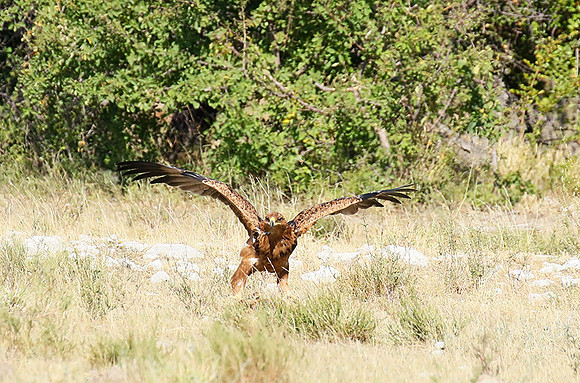 Tawny eagle