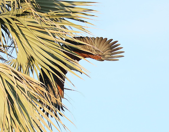 Fish eagle - Abu concession