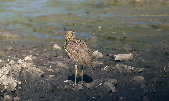 Moremi game reserve