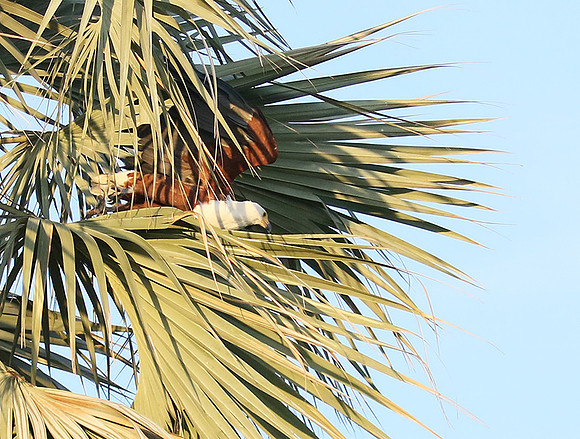Fish eagle - Abu concession