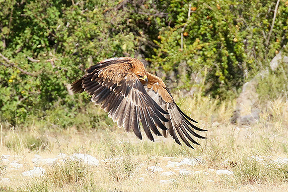 Tawny eagle