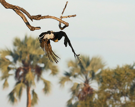 Fish eagle - Abu concession