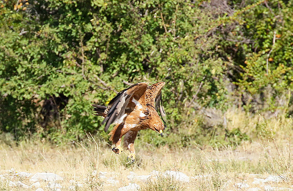Tawny eagle
