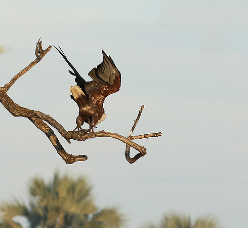 Fish eagle - Abu concession