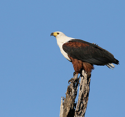 Fish eagle - Abu concession