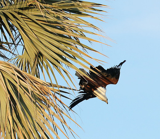 Fish eagle - Abu concession