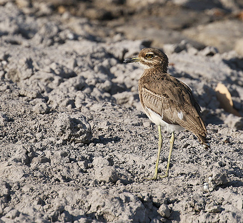 Moremi game reserve
