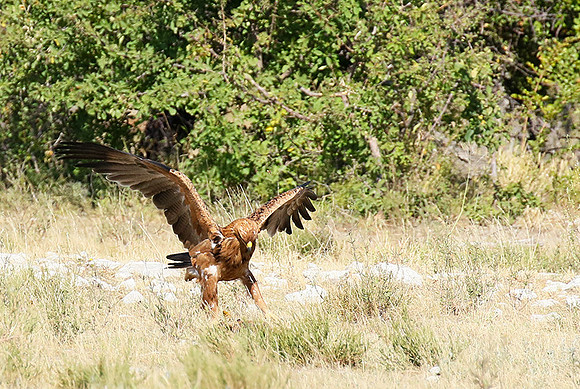 Tawny eagle