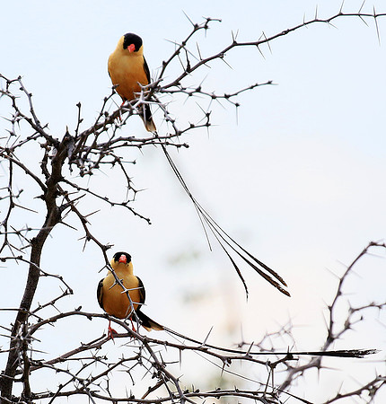 Shaft-tailed whideh - Central Kalahari
