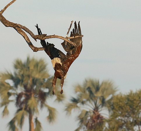 Fish eagle - Abu concession