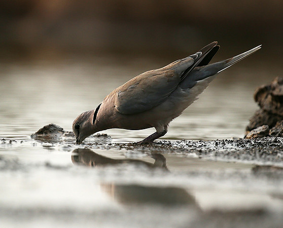 Ring-necked dove - Mashatu game reserve