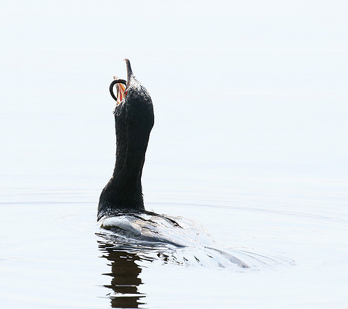 Reed cormorant swallowing a snake - Okavango