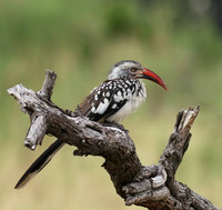 Red-billed hornbill - Abu concession