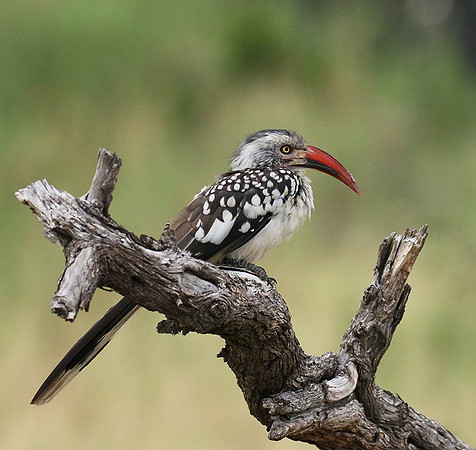 Red-billed hornbill - Abu concession