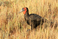 Ground hornbill - Moremi game reserve