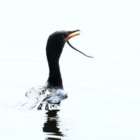 Reed cormorant swallowing a snake - Okavango