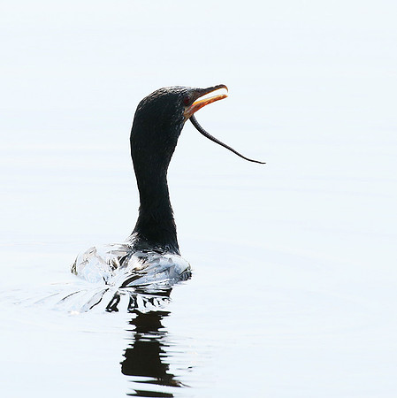 Reed cormorant swallowing a snake - Okavango