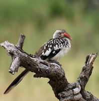 Red-billed hornbill - Abu concession