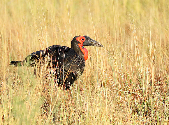 Ground hornbill - Moremi game reserve