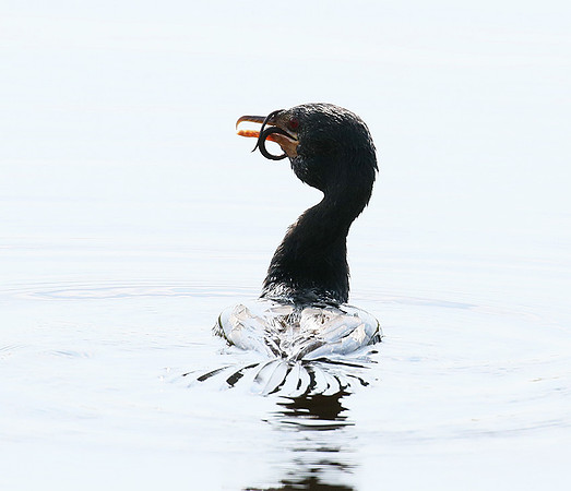 Reed cormorant swallowing a snake - Okavango