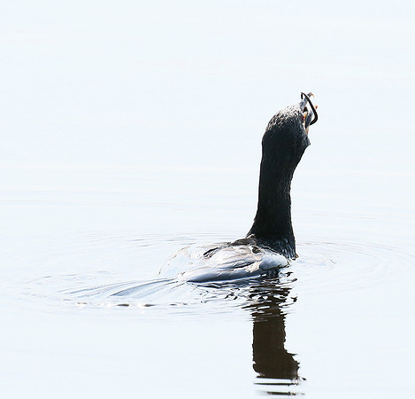 Reed cormorant swallowing a snake - Okavango