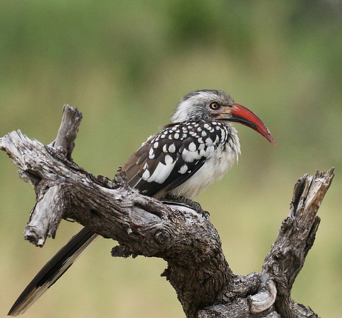 Red-billed hornbill - Abu concession