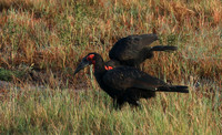 Ground hornbill - Moremi game reserve