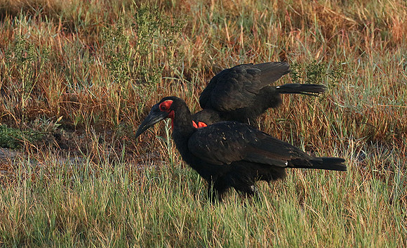 Ground hornbill - Moremi game reserve