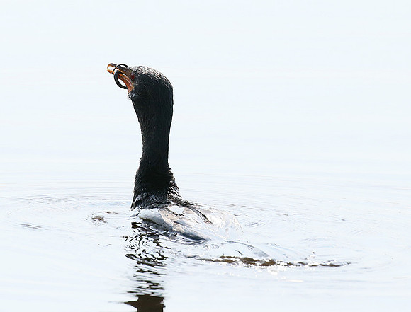 Reed cormorant swallowing a snake - Okavango